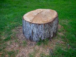 Best Emergency Tree Removal  in North Haledon, NJ
