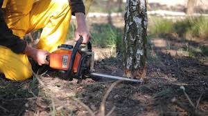 Best Lawn Pest Prevention  in North Haledon, NJ
