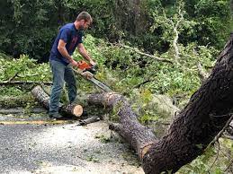 Best Hedge Trimming  in North Haledon, NJ