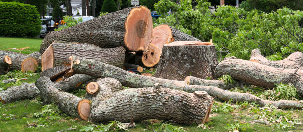 Professional Tree Care in North Haledon, NJ