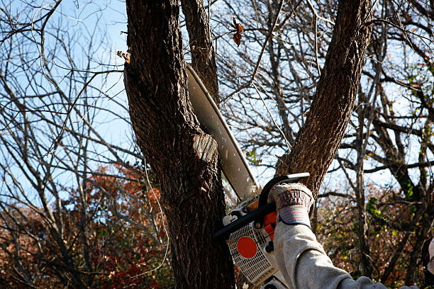 Best Tree Trimming and Pruning  in North Haledon, NJ