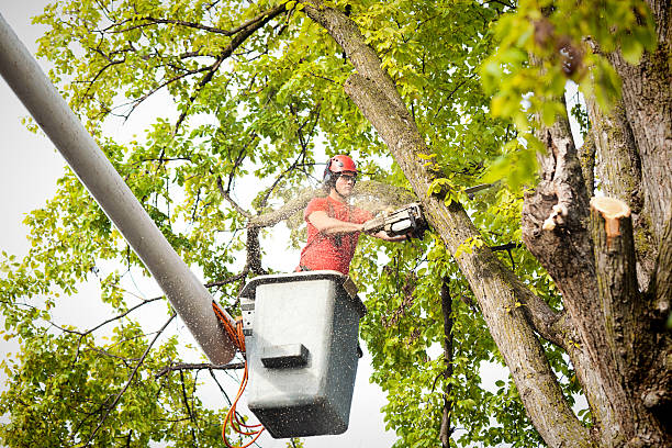Best Tree Cabling and Bracing  in North Haledon, NJ