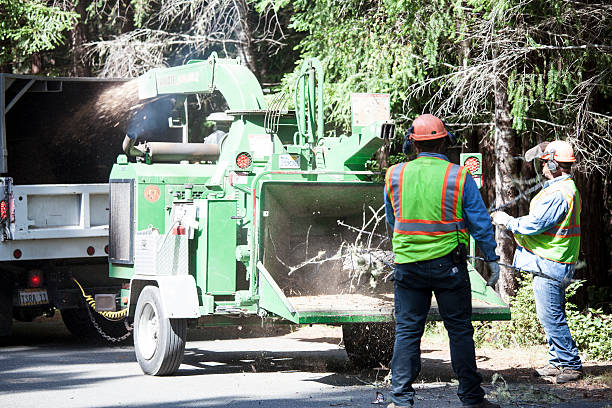 Best Tree Disease Treatment  in North Haledon, NJ