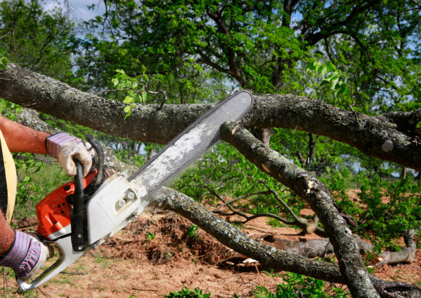 Best Tree Removal  in North Haledon, NJ