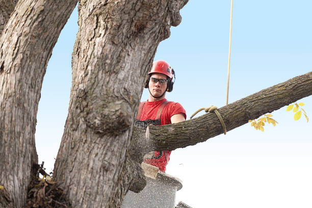 Best Root Management and Removal  in North Haledon, NJ
